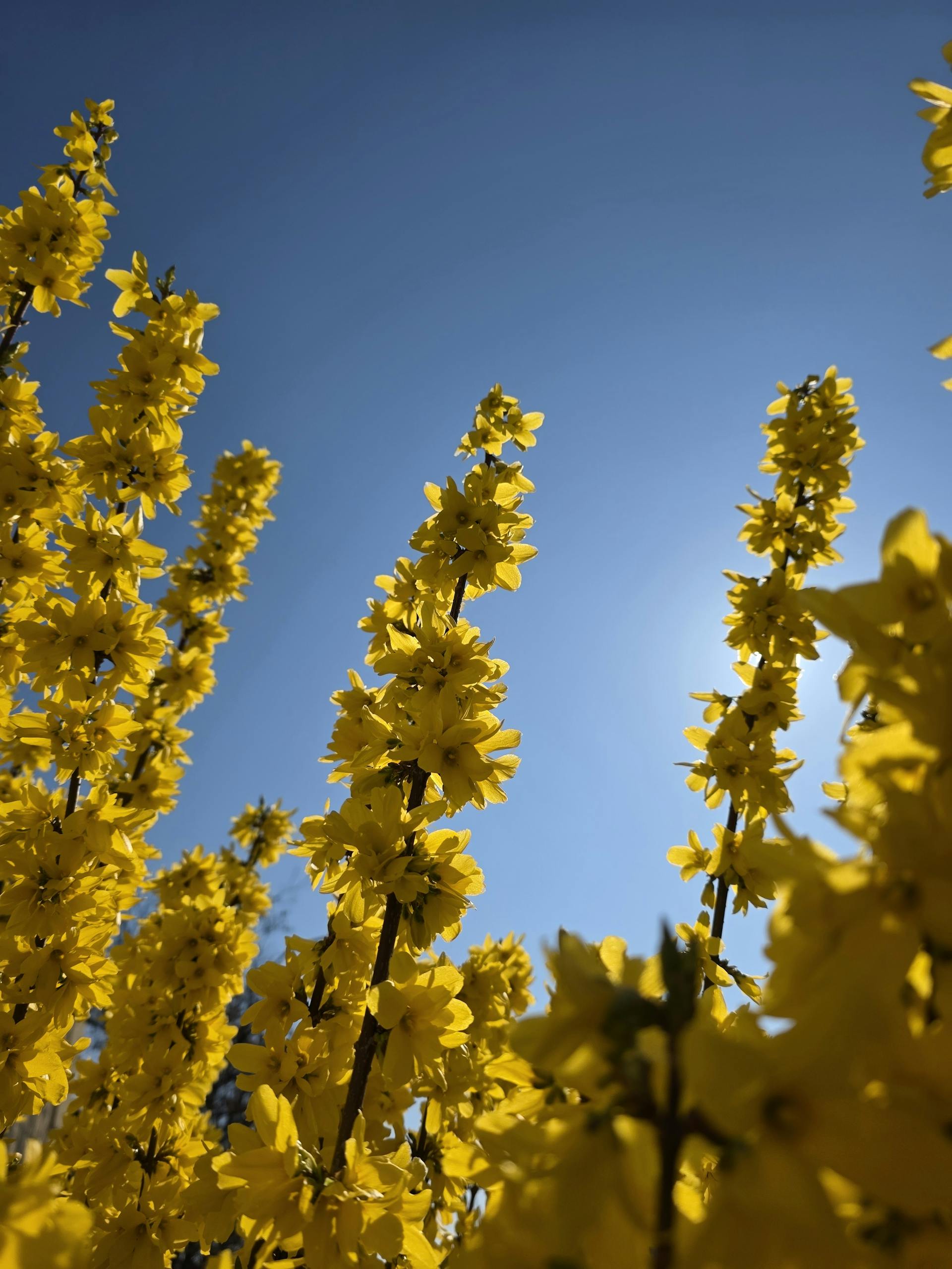 Read more about the article A Time of Birth, Renewal, and Awakening